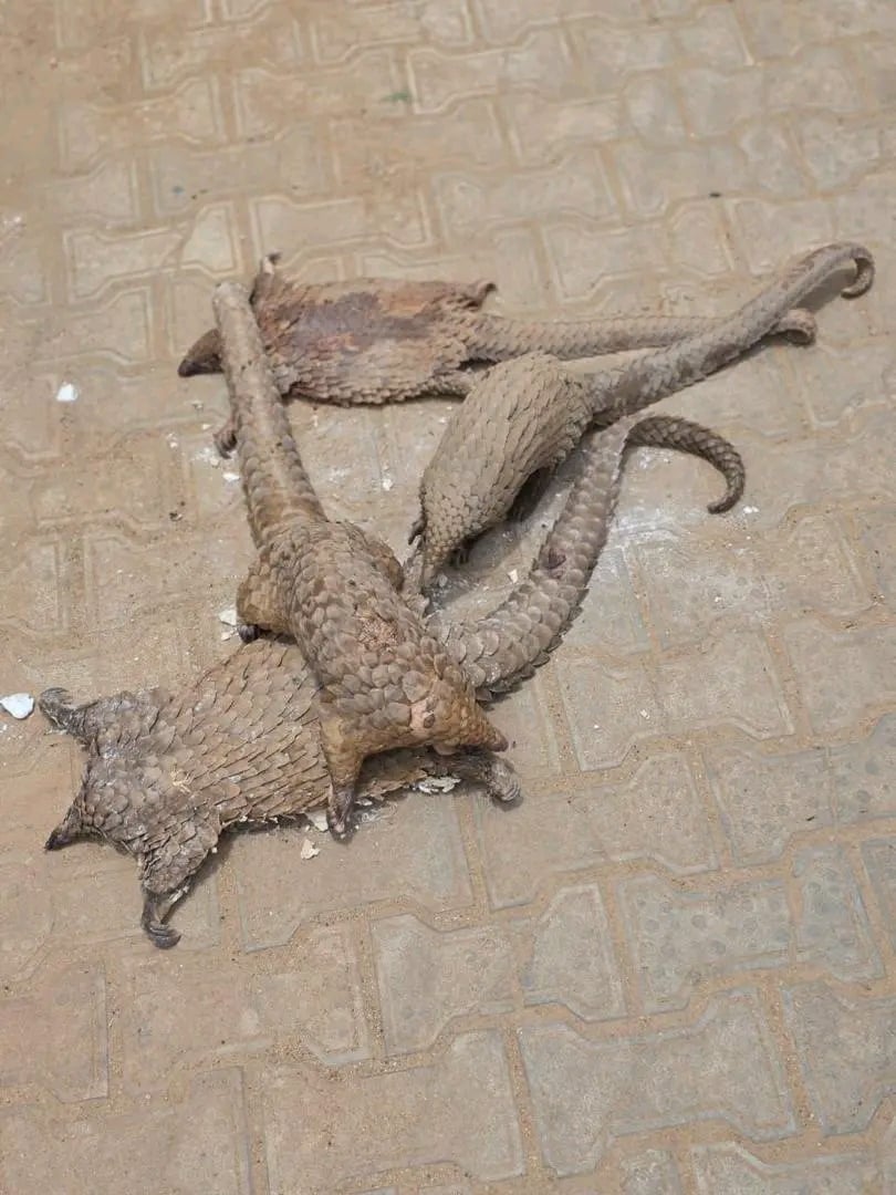 FOU Zone ‘B’ Records Second Pangolin Seizure in Two&nbsp;Weeks